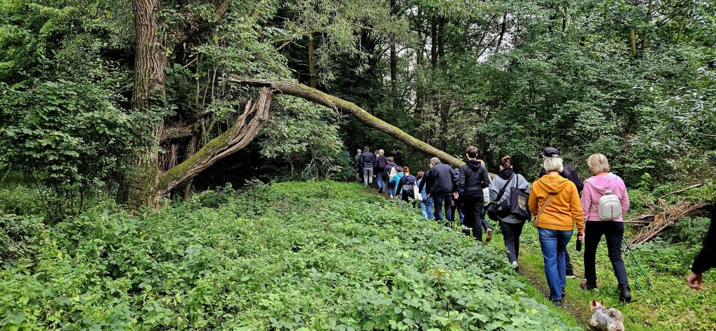 Uczestnicy spaceru historycznego idą wśród drzew ścieżką na grobli hutniczej 